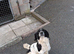 Springer spaniel English
