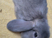 Mini lop