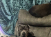 Male staff x cane corso