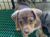 For Sale Beautiful Jack Russell Puppies