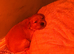 KC Registered Golden Retriever puppies