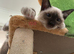 Gorgeous Ragamese Boy-Ready To Leave
