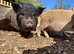 5 Kune Kune Girls Ready To Leave Now. Available singly or in a pair, £120 each.