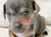 Jack Russell Puppys, HURRY x1 LEFT, Quality Bloodlines