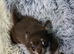 Chihuahua male puppy