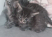 Cute little tabby kittens