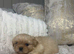 Imperial Shih Tzu Puppies