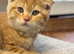 Scottish Fold Boy Reduced Price