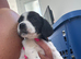 Cocker spaniel puppy