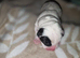 Frenchie cross whippet mum patterdale cross daushaund dad