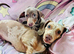 Beautiful miniature dachshund puppies