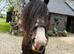Stunning part bred Welsh cob 3yo filly