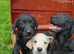 Labrador puppies
