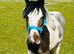 Cob gelding