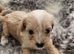 Stunning Cavapoo's with complete puppy package