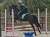 14.2hh New Forest