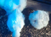 Silkie chickens