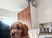 Male Cockapoo puppy 11 weeks old