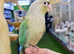 Cinnamon Conures Hand reared