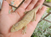 Grown on pure moro leachianus giant geckos