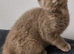 Female lilac tortie kitten