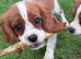 Gorgeous Cav Puppies