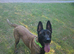 BELGIAN MALINOIS PUPPIES FOR SALE