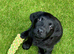 Beautiful black lab ( female )