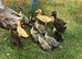 Blue Ducklings