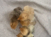 5 Pekin Bantams