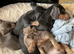 Miniture Dachshund puppies 2 girls