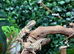 Rankins Dragons at Birmingham Reptiles
