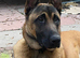 LOVING 4-YEAR-OLD DOG LOOKING FOR HIS FOREVER HOME