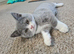 British shorthair carrier Himalayan gen