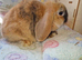 Mini lop kits available to reserve