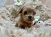 Unique Teacup Asian Maltipoo Puppies , DNA tested parents