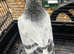 Nice colour and quality racing Pigeon