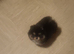 Toy pom female very small 3months old