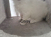 Ragdoll pure breed rare lilac point kittens