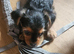 2 loveable boy yorkshire terrier x mini yorkies