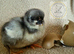CHICKS ! Pure breed and large fowl selection including sexed females