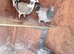 Mix racer pigeon RPRA 2026