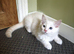 Lovely ragdoll boy