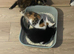Ready now! Last kitten (black and white) for sale.