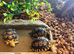 Adorable Leopard Tortoises