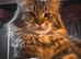 Reduced  pure bred  Mainecoon kittens ready now