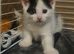 2 Male playful kittens