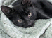 Stunning male black kitten available