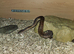 Breeding pair childrens python