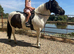 Beautiful coloured first ridden gelding